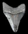 Juvenile Megalodon Tooth - Venice, Florida #36671-1